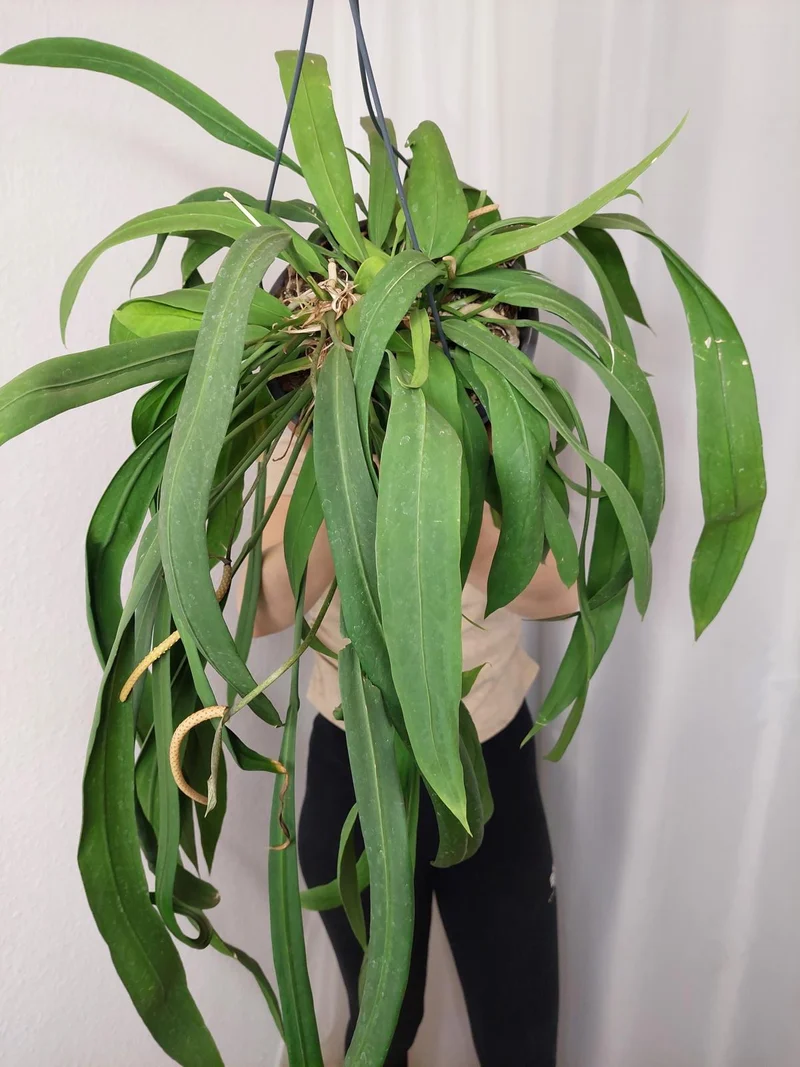 Anthurium Vittarifolium groß