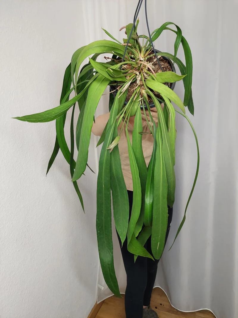 Anthurium Vittarifolium groß
