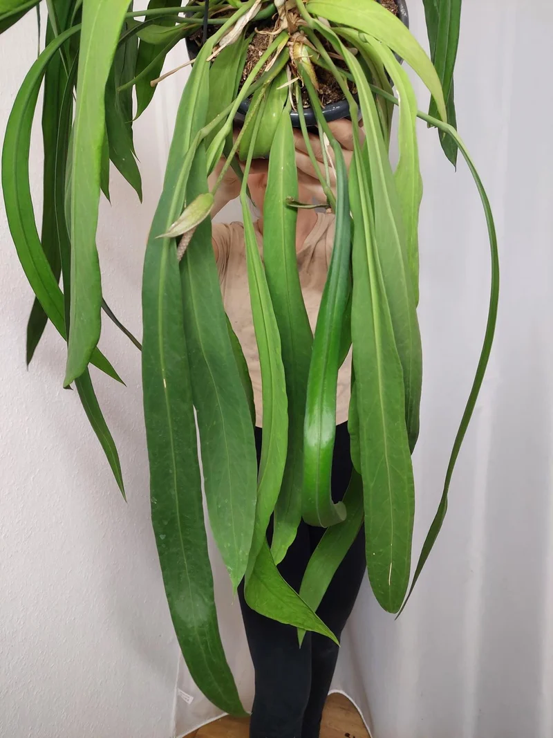 Anthurium Vittarifolium groß