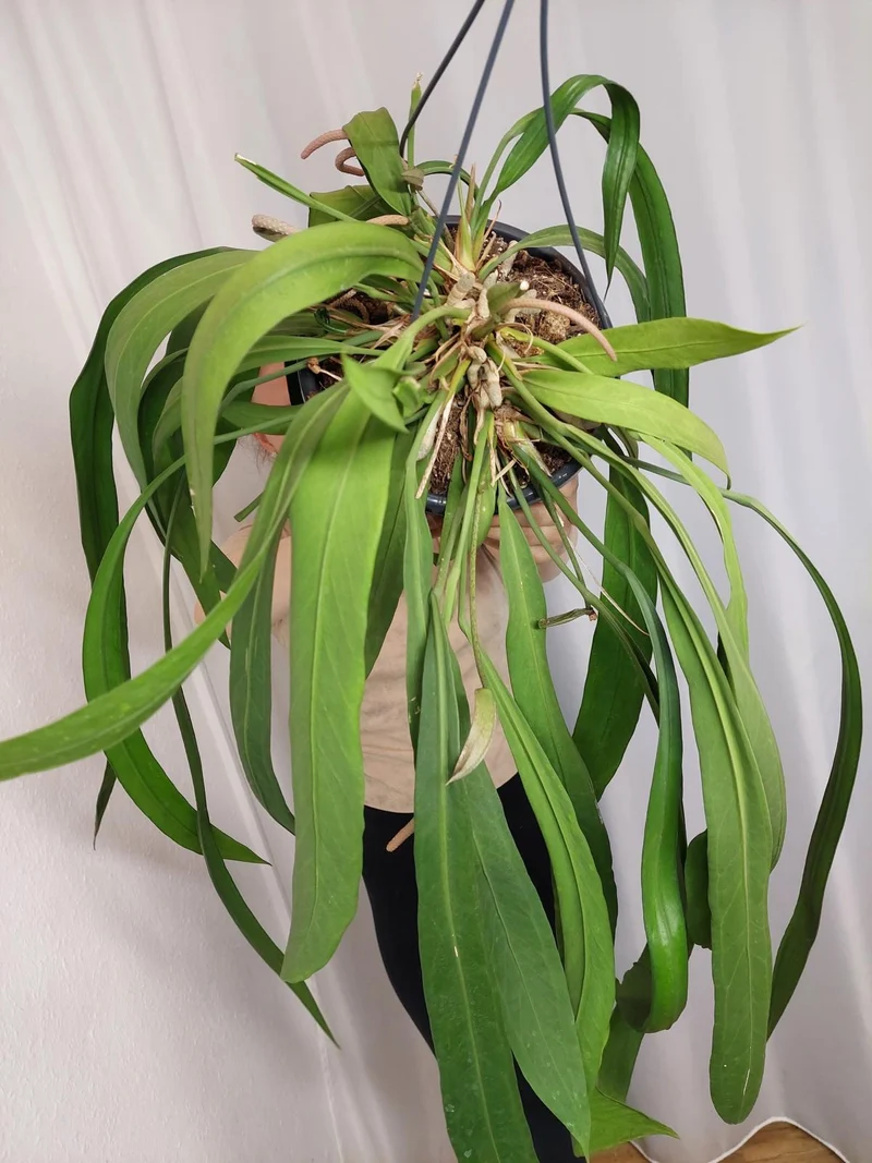 Anthurium Vittarifolium groß