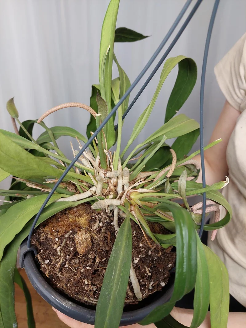 Anthurium Vittarifolium groß