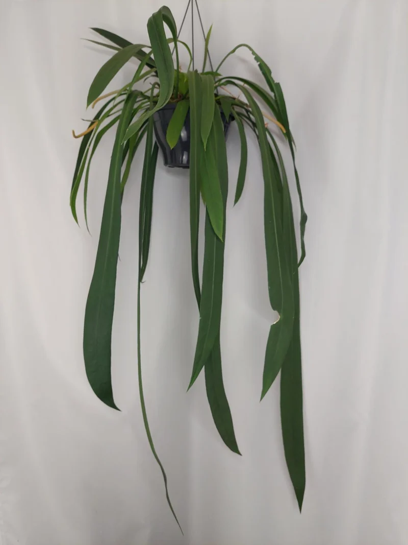 Anthurium Vittarifolium groß