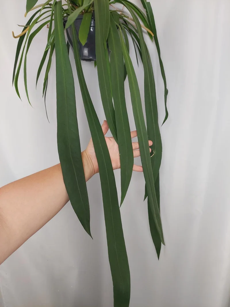 Anthurium Vittarifolium groß
