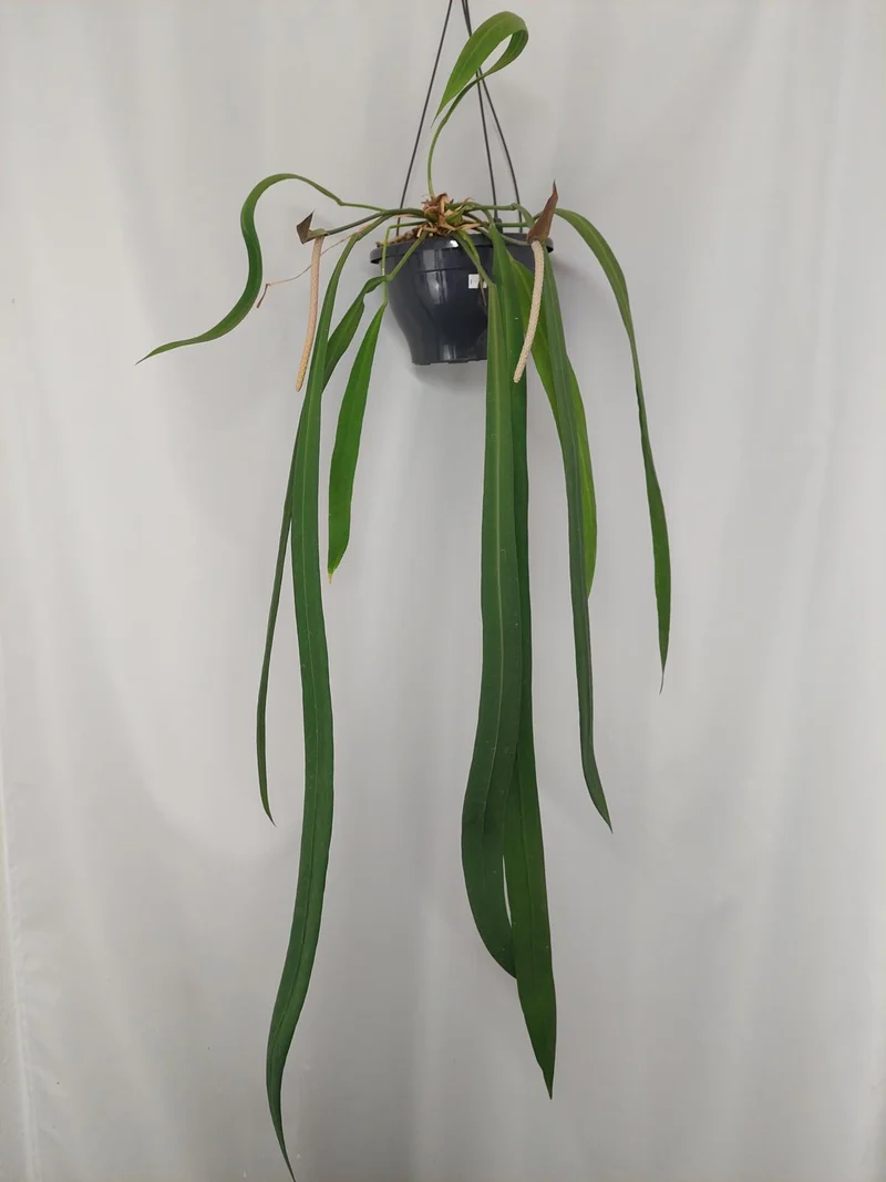 Anthurium Vittarifolium groß