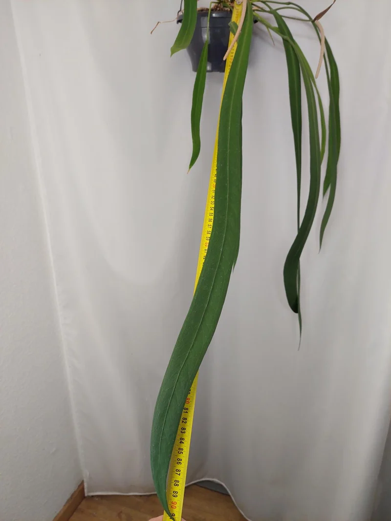 Anthurium Vittarifolium groß