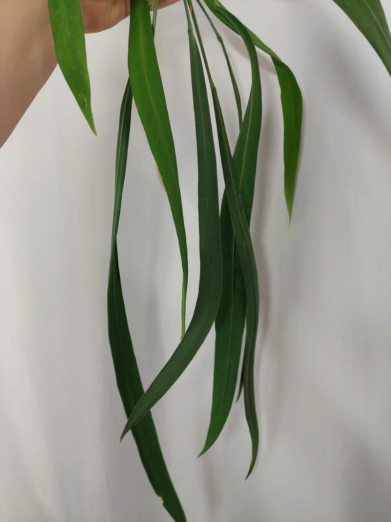 Anthurium Vittarifolium groß
