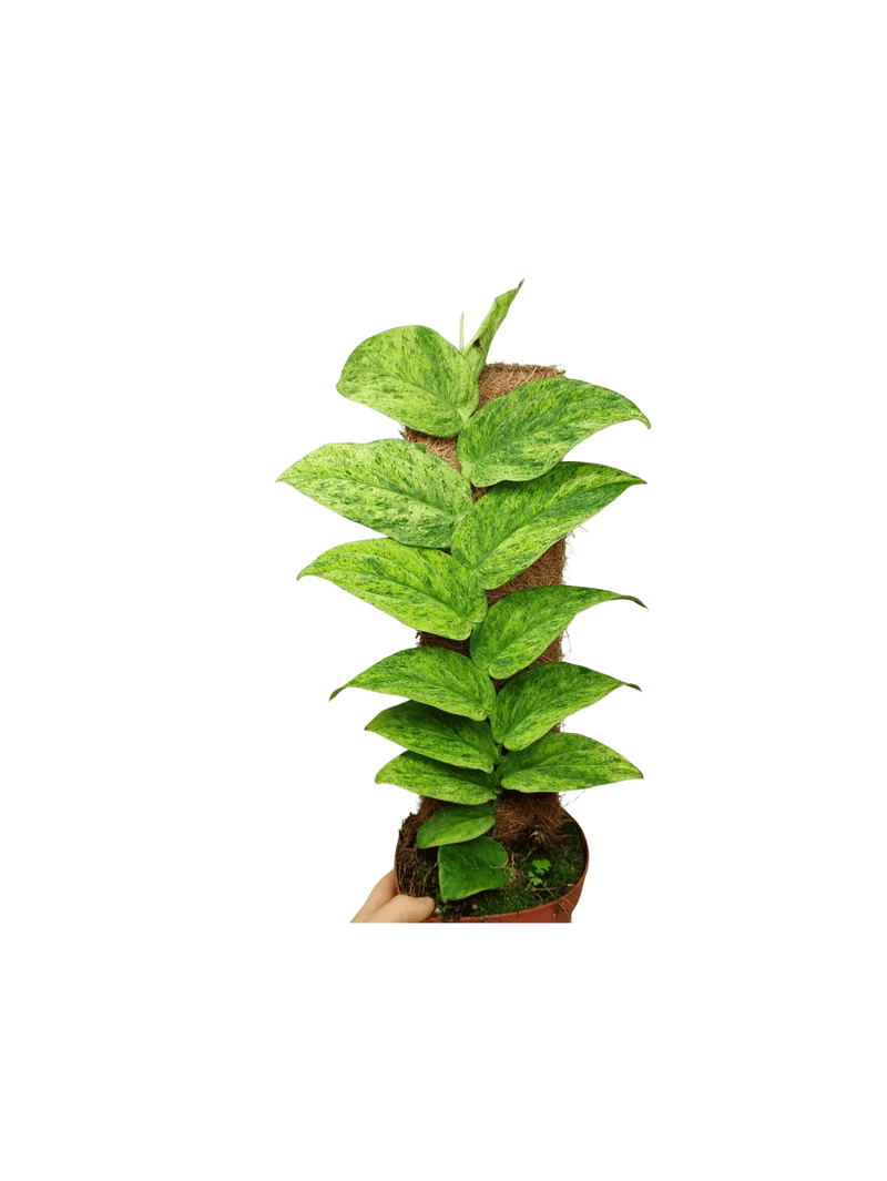 Raphidophora Korthalsii Marble