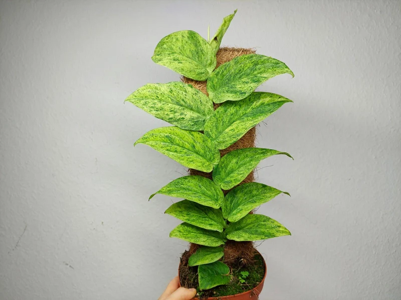 Raphidophora Korthalsii Marble