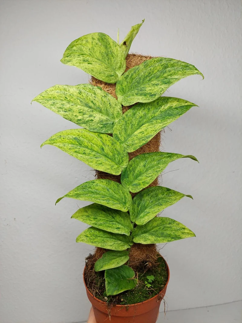 Raphidophora Korthalsii Marble