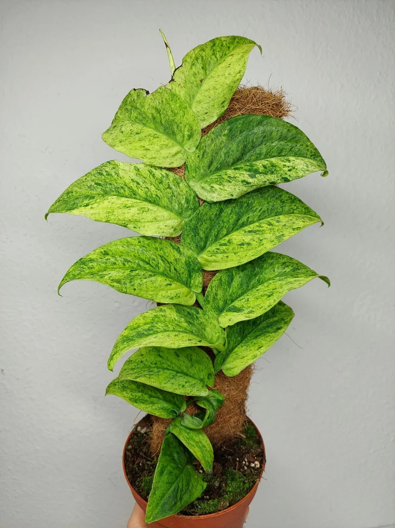 Raphidophora Korthalsii Marble