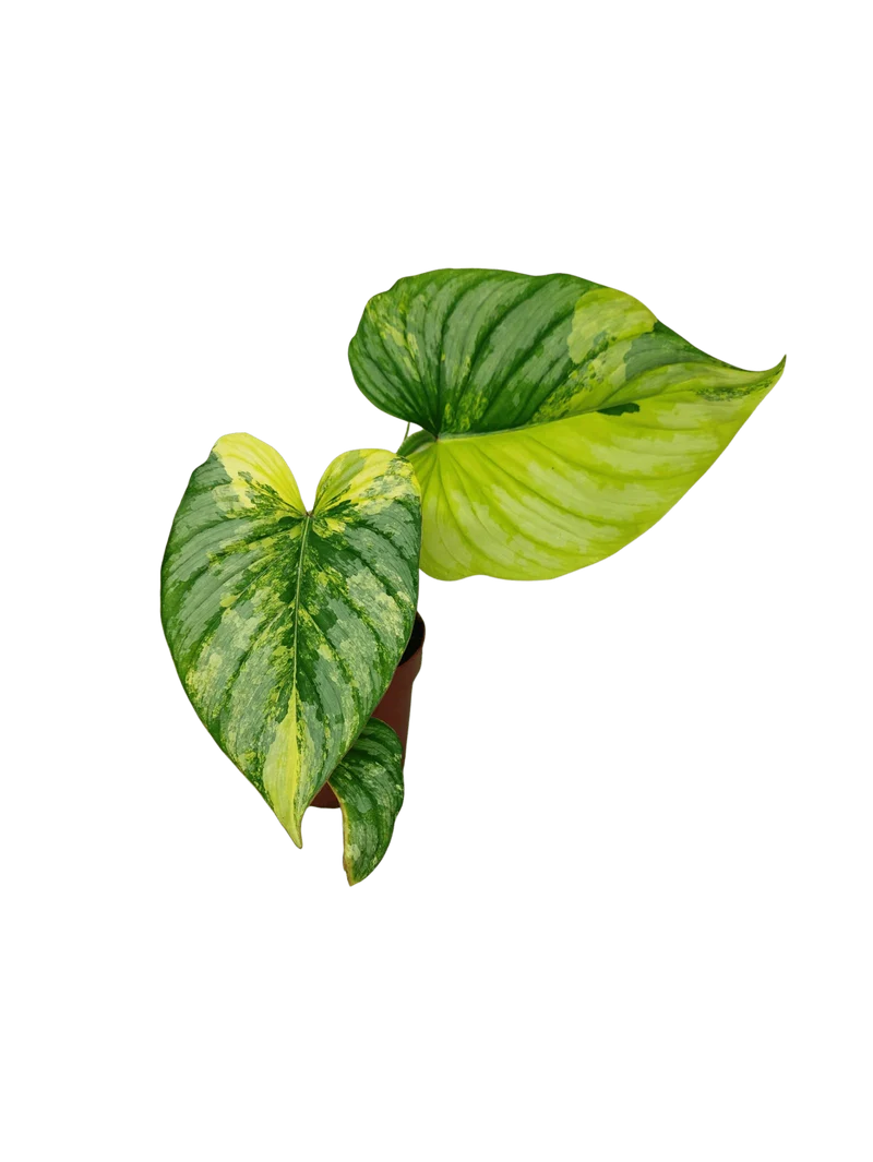 Philodendron Mamei Aurea Variegata