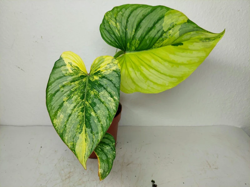 Philodendron Mamei Aurea Variegata