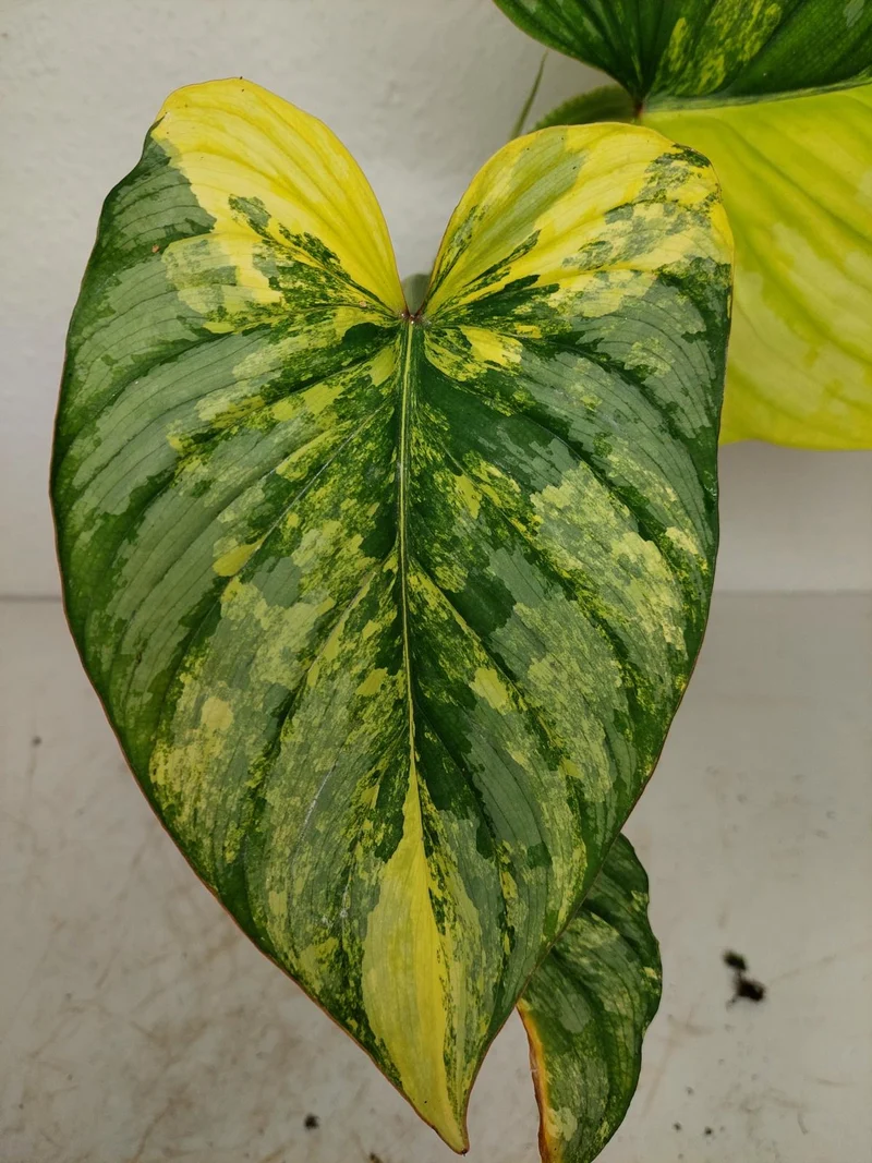 Philodendron Mamei Aurea Variegata