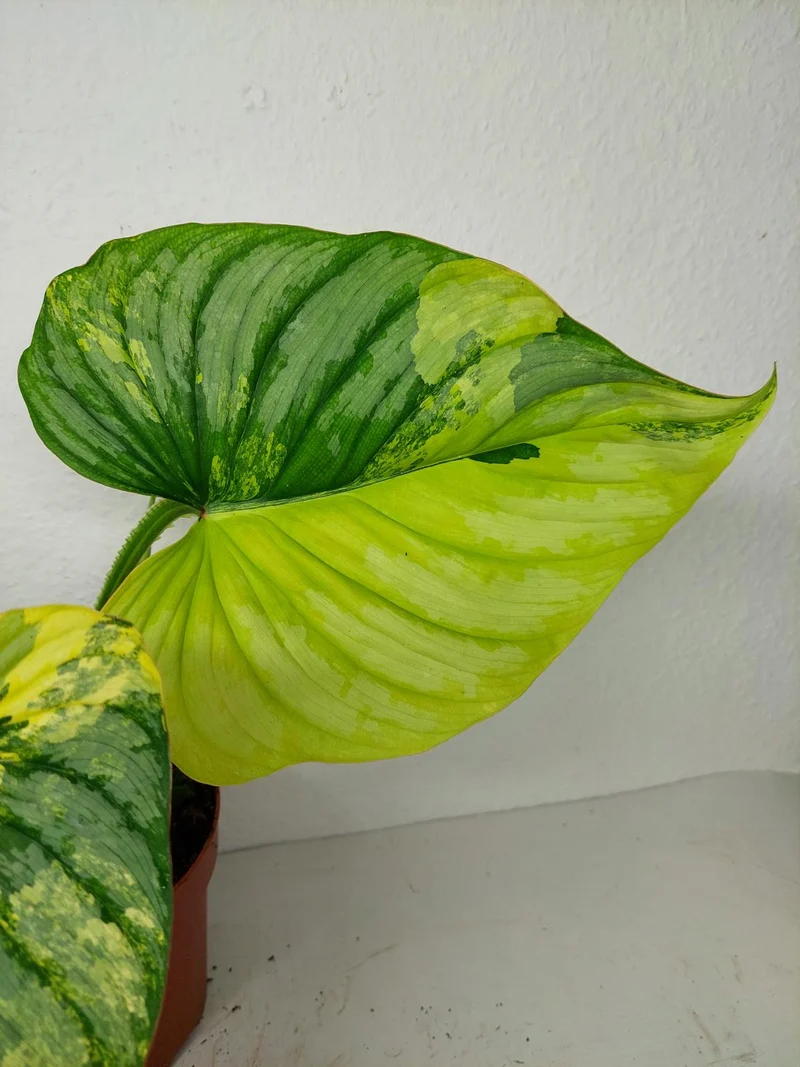Philodendron Mamei Aurea Variegata