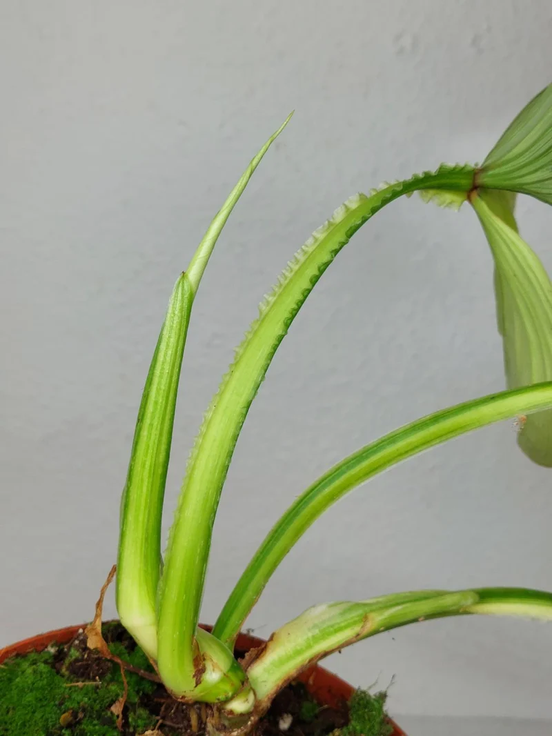 Philodendron Mamei Aurea Variegata
