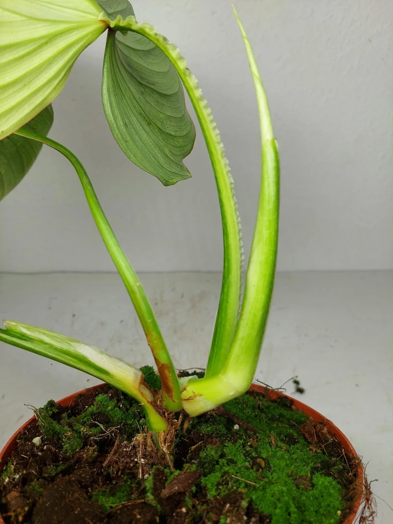 Philodendron Mamei Aurea Variegata