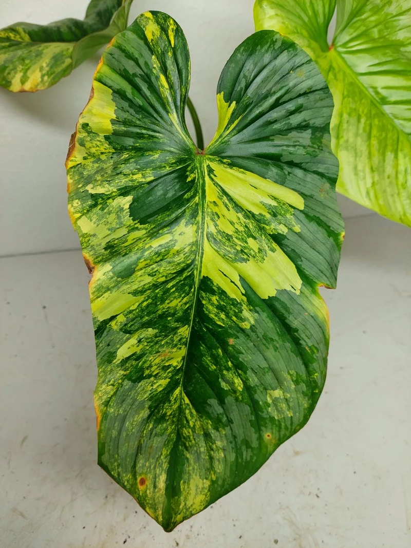 Philodendron Mamei Aurea Variegata