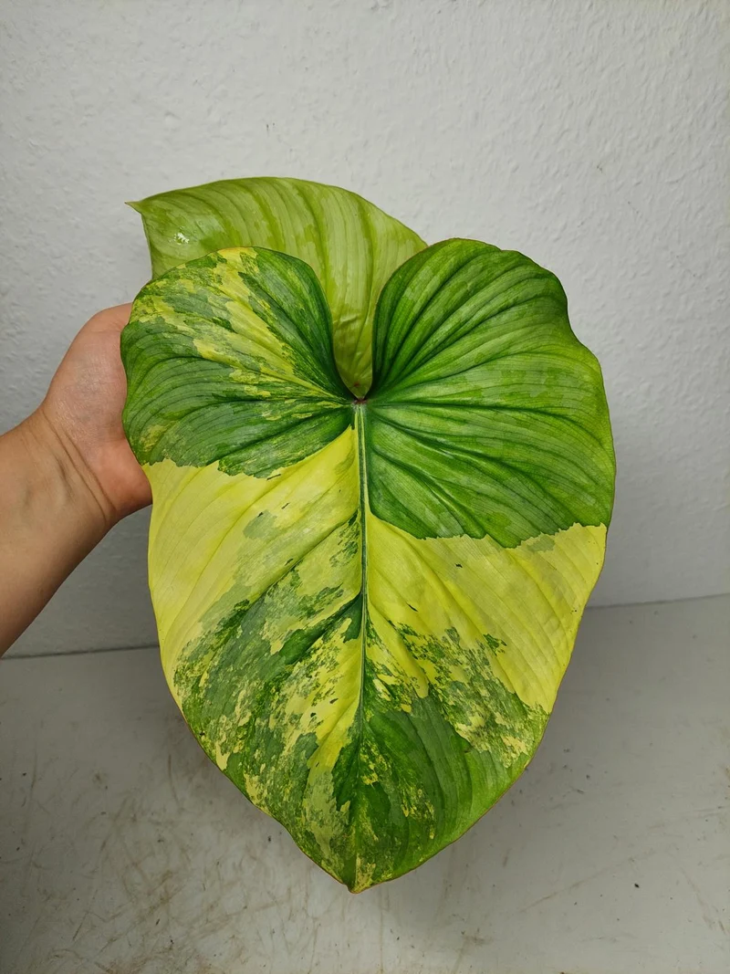 Philodendron Mamei Aurea Variegata