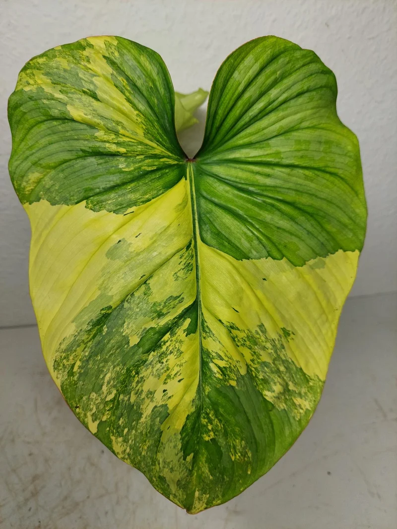 Philodendron Mamei Aurea Variegata
