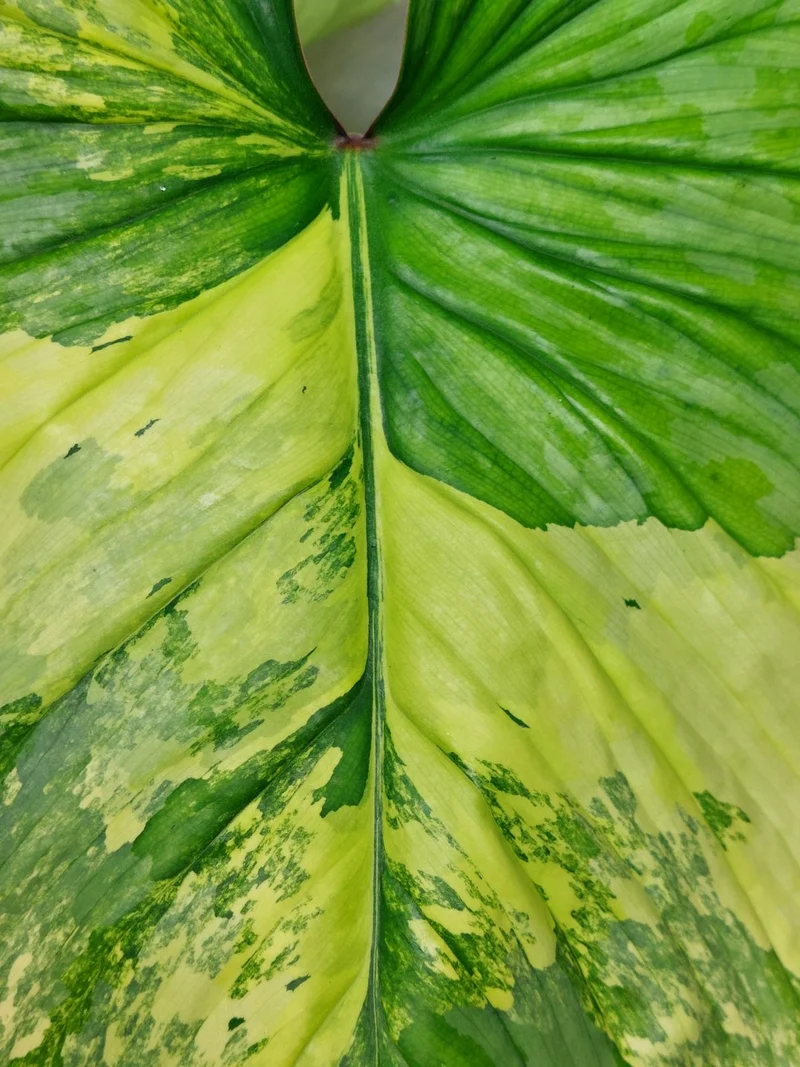 Philodendron Mamei Aurea Variegata