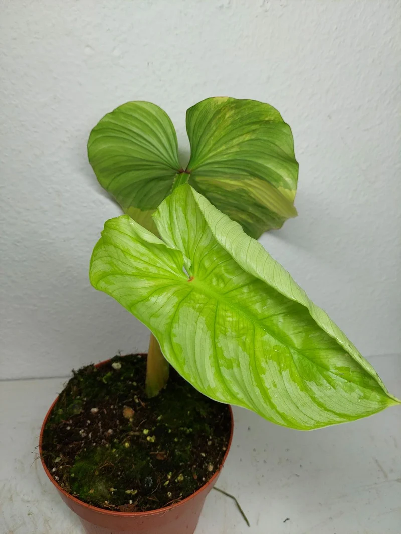 Philodendron Mamei Aurea Variegata