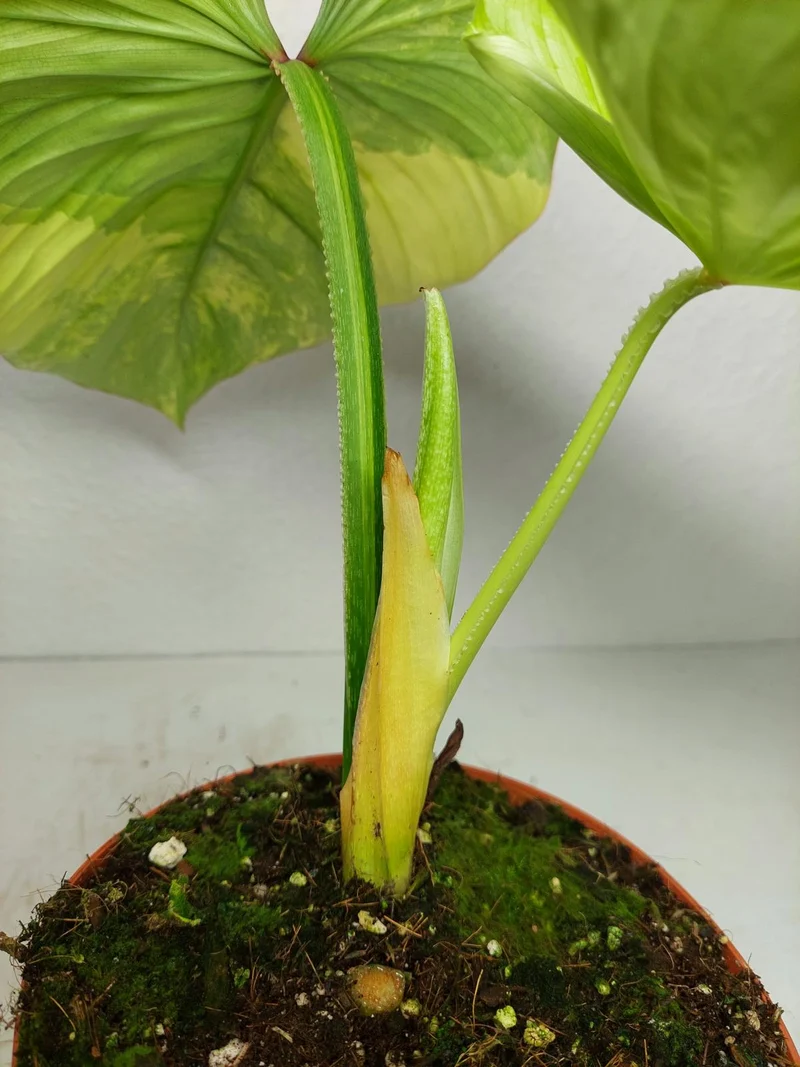 Philodendron Mamei Aurea Variegata