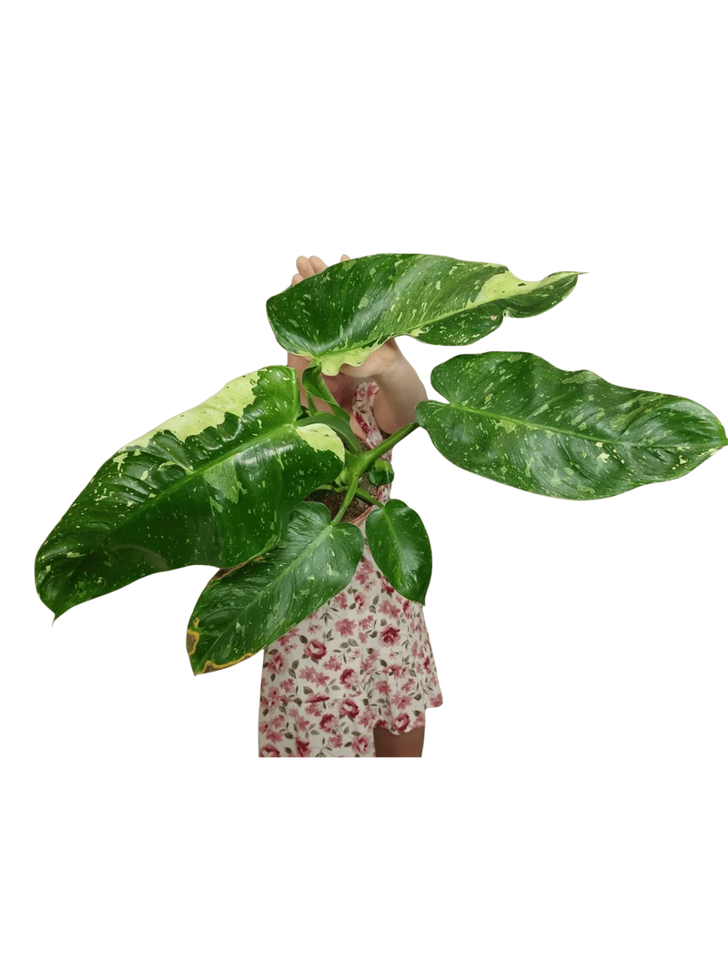Philodendron Jose Buono