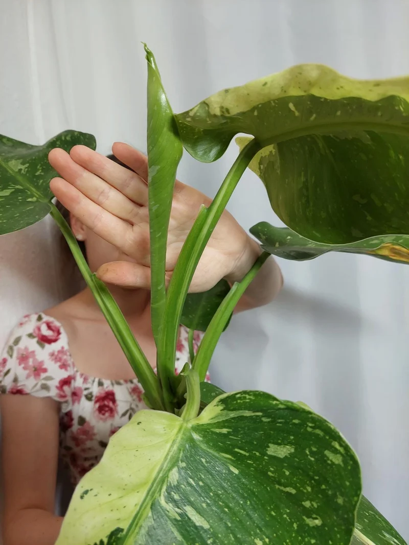 Philodendron Jose Buono