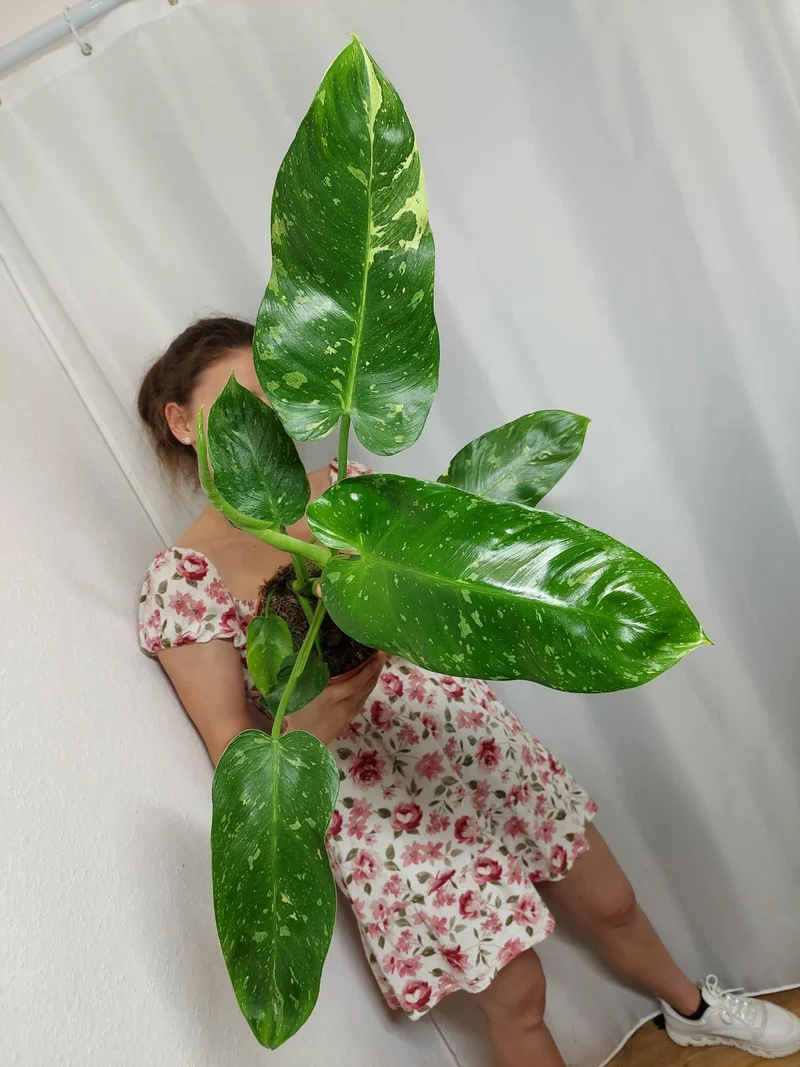 Philodendron Jose Buono