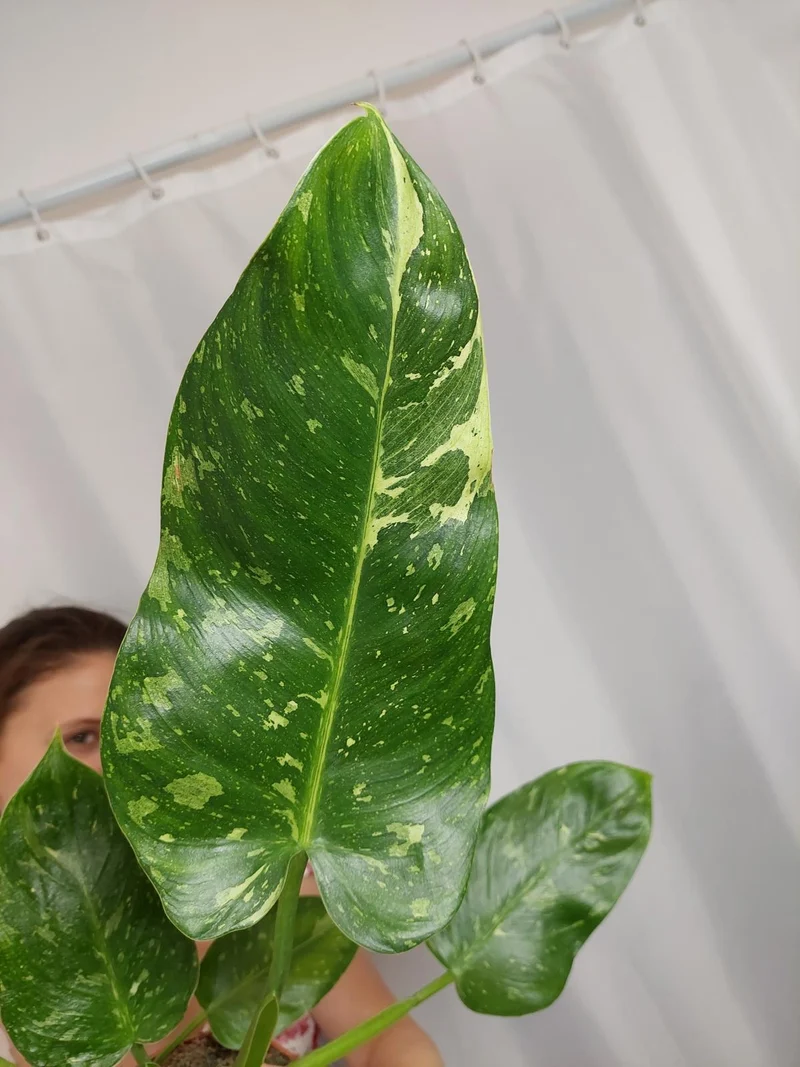 Philodendron Jose Buono