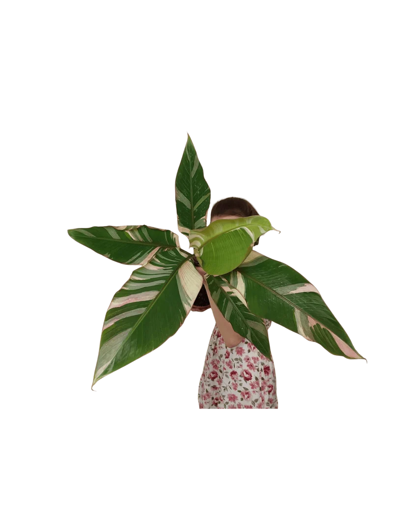 Musa Nono Pink Groß
