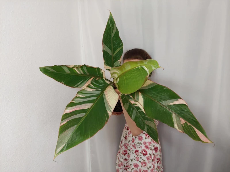 Musa Nono Pink Groß