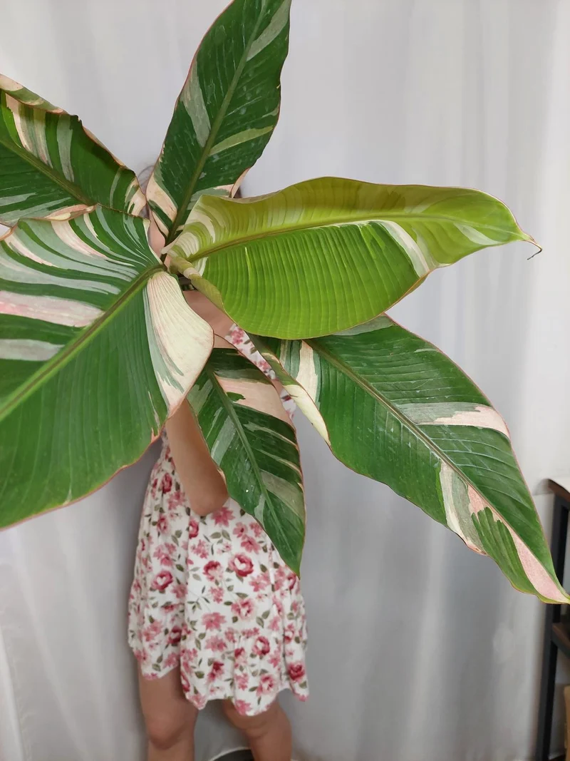 Musa Nono Pink Groß