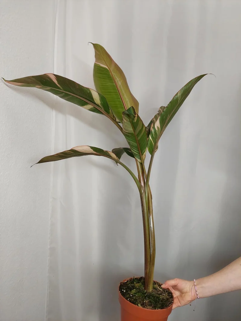 Musa Nono Pink Groß