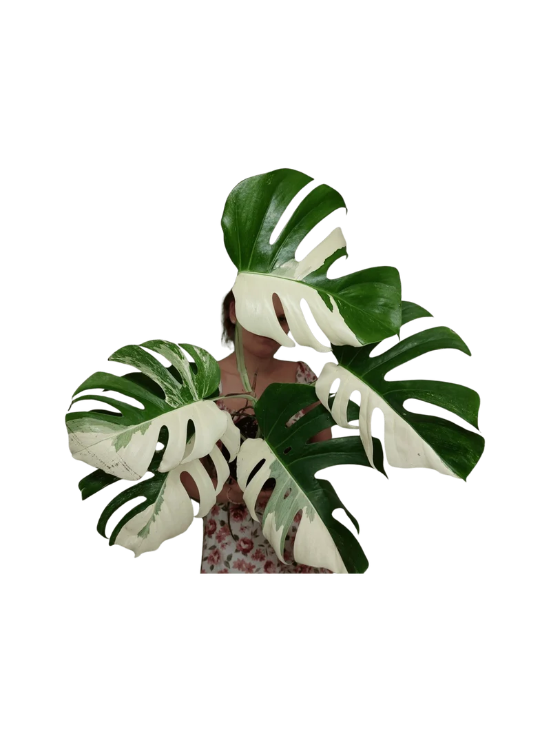 Monstera Variegata Halfmoon (zum aussuchen)