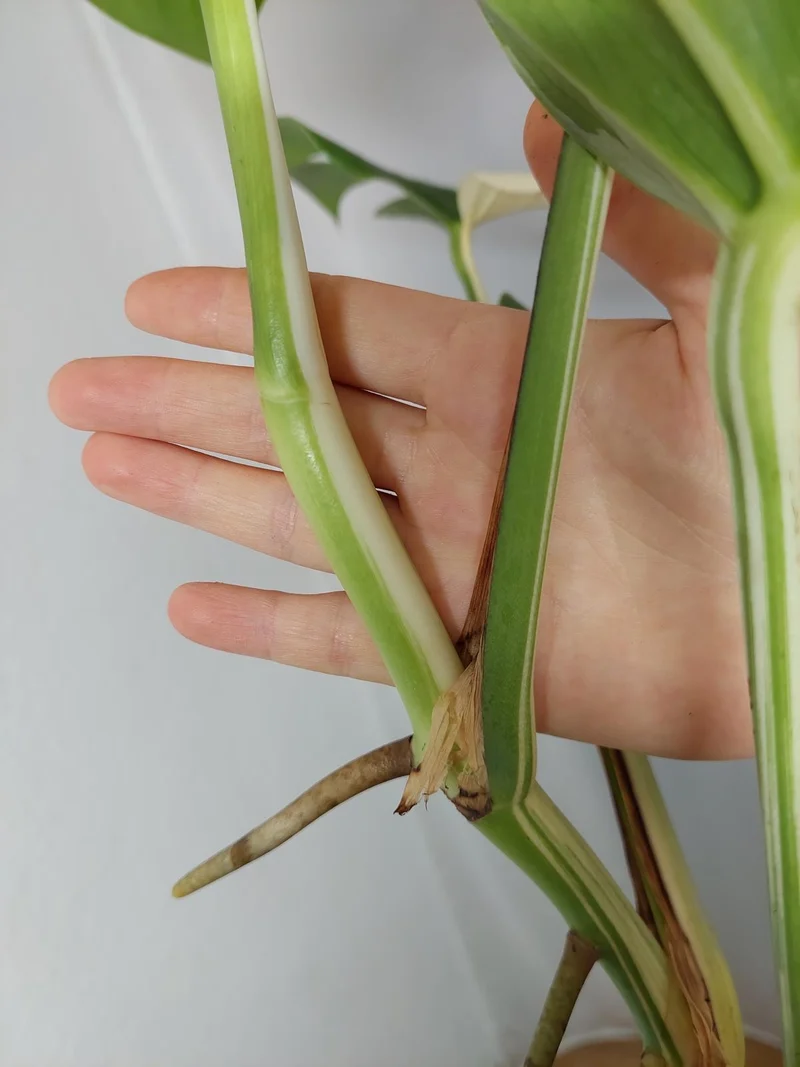 Monstera Variegata Halfmoon (zum aussuchen)