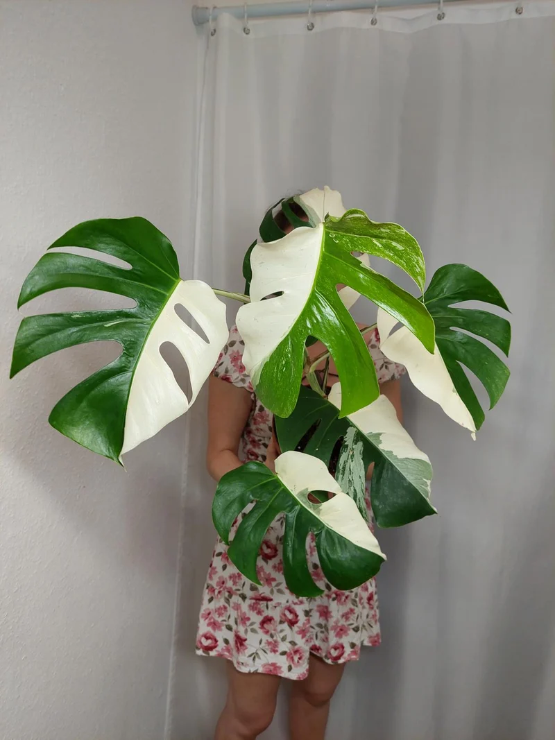 Monstera Variegata Halfmoon (zum aussuchen)