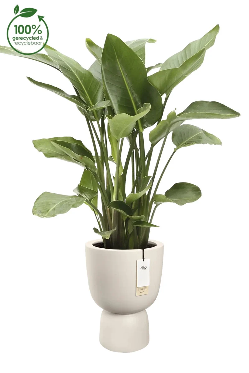 Blumentopf Elho Amber Coupe 35 cm Leinen Weiß