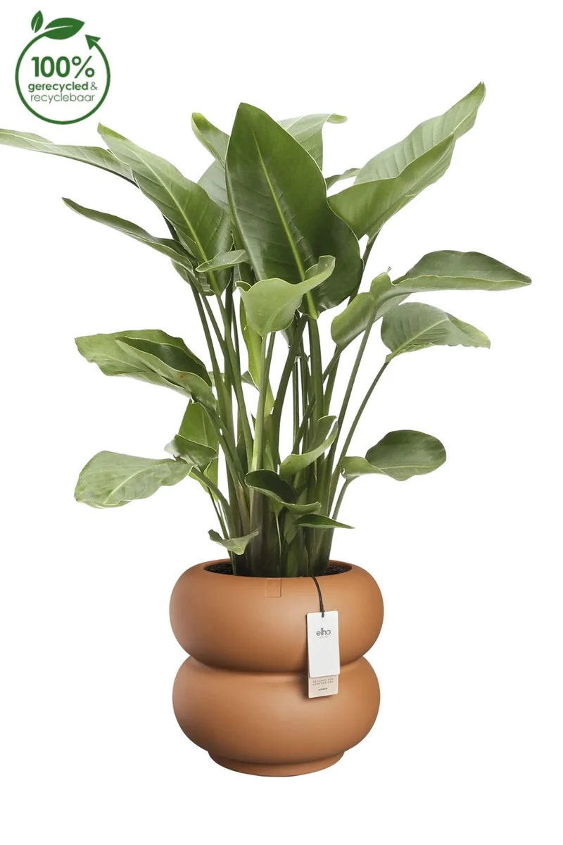 Blumentopf Elho Amber Roll Low 40 cm Karamell