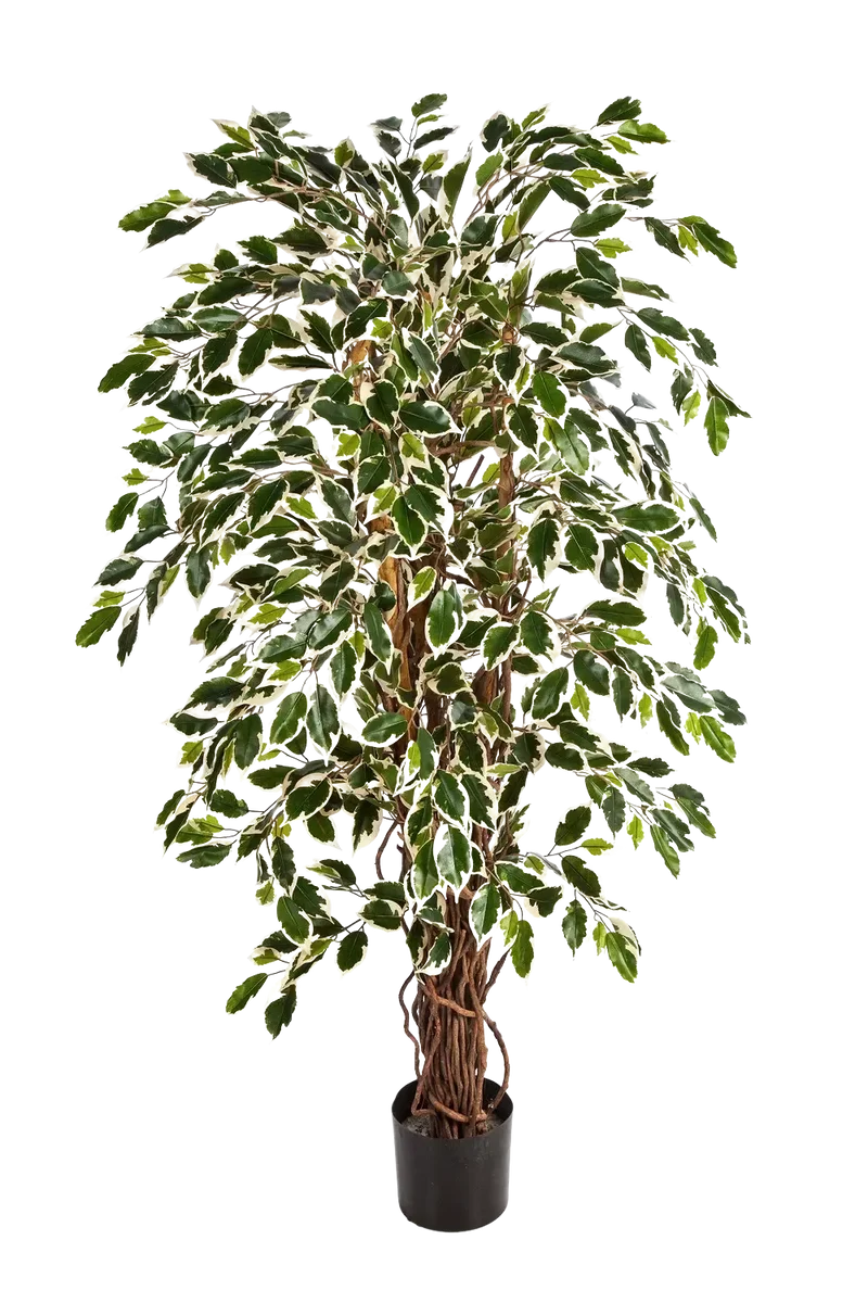 Künstlicher Ficus – Ravian | 180 cm