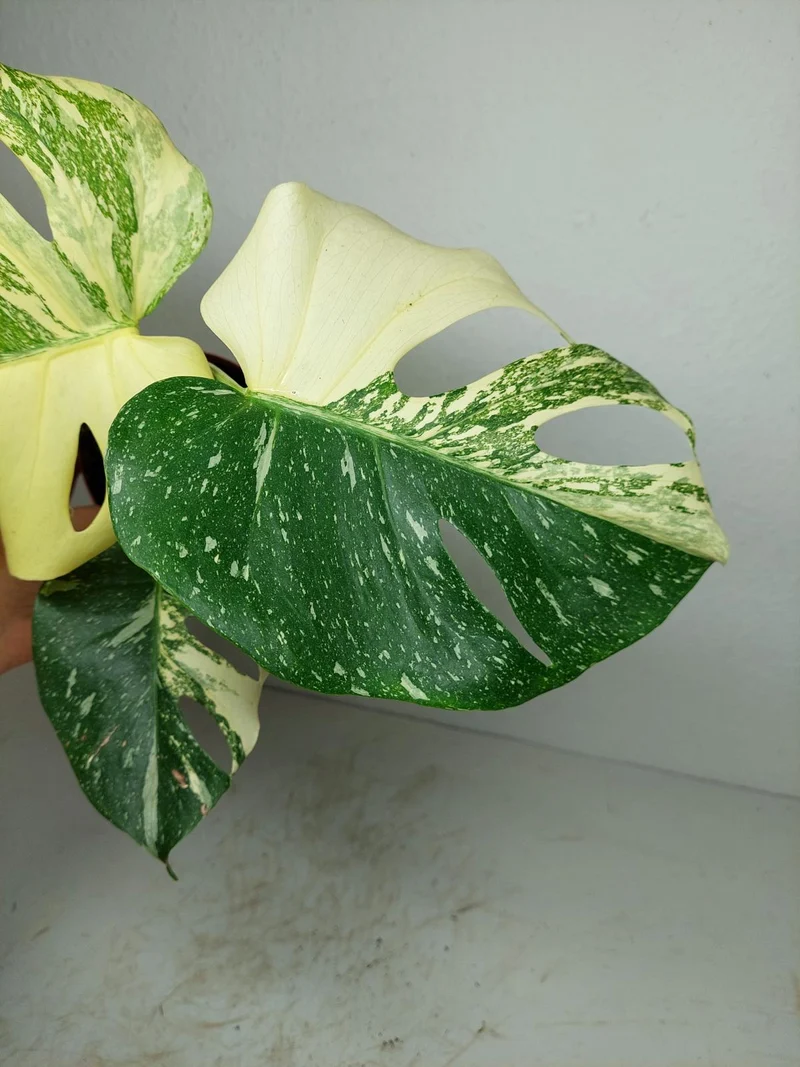 Monstera Thai Constellation stark panaschiert
