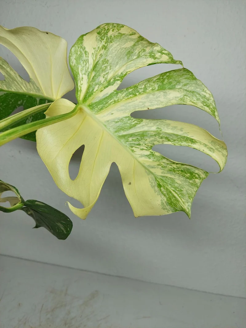 Monstera Thai Constellation stark panaschiert
