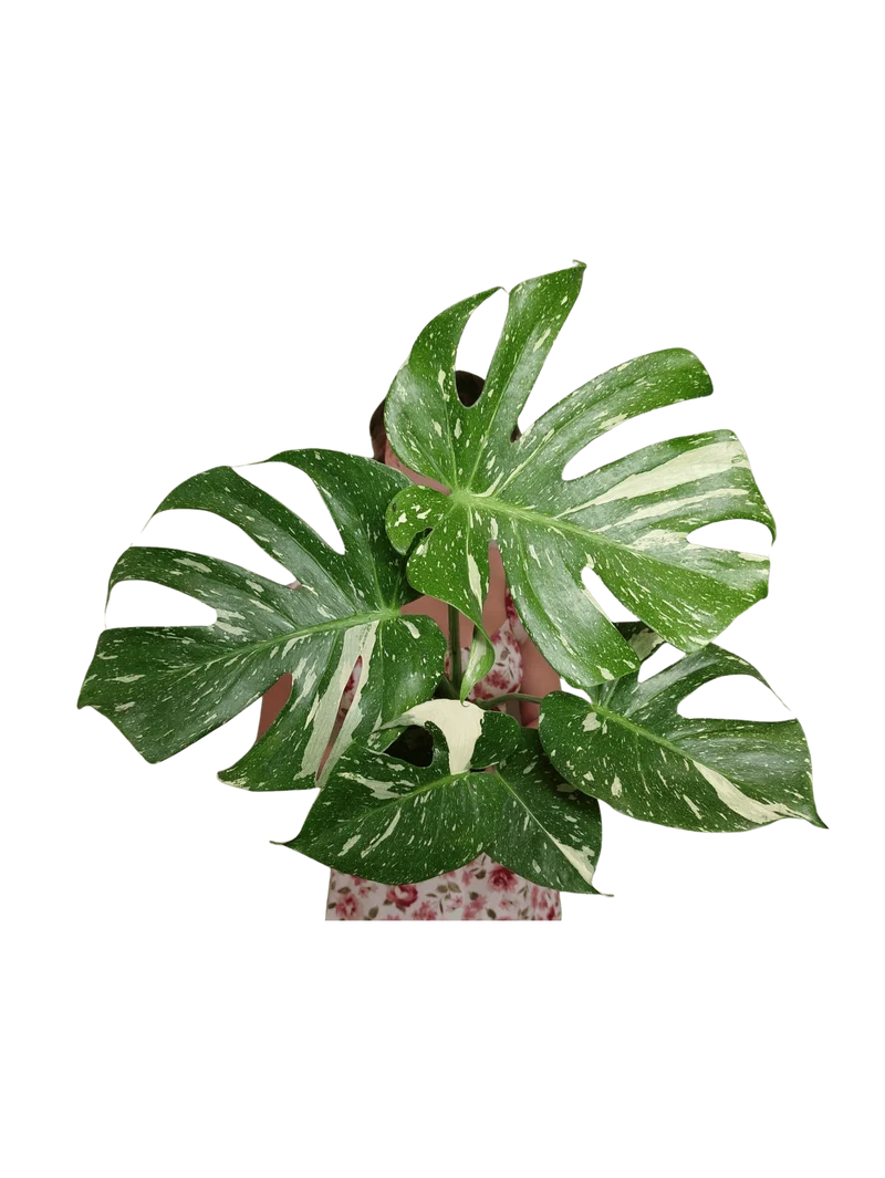 Monstera Thai Constellation