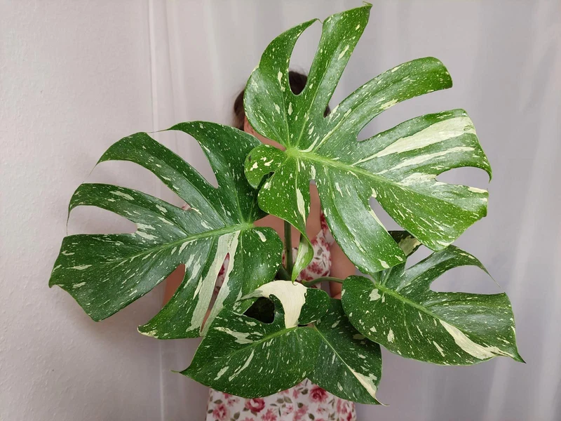 Monstera Thai Constellation