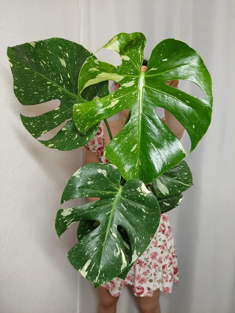 Monstera Thai Constellation