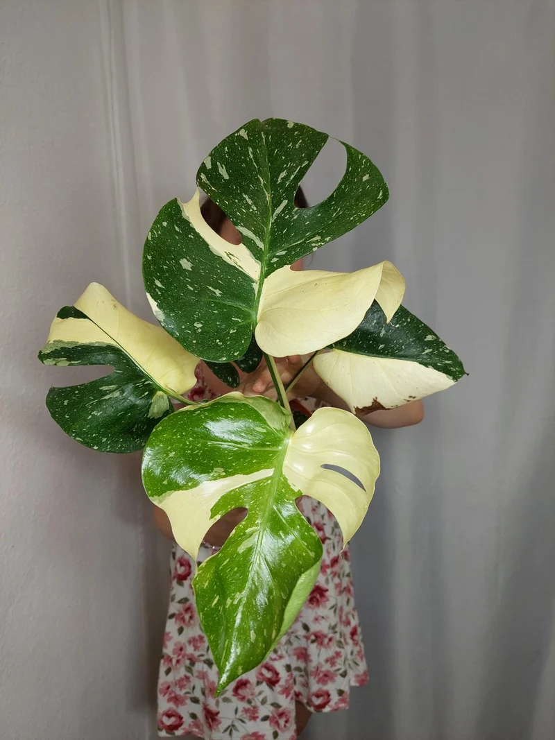 Monstera Thai Constellation