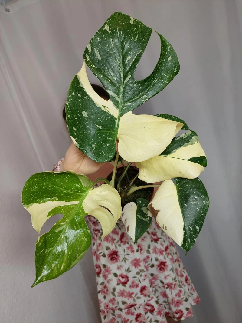 Monstera Thai Constellation