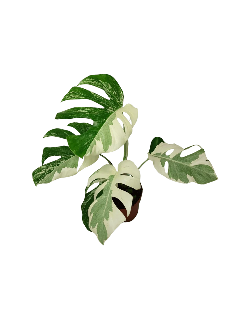 Monstera Ghost Variegata