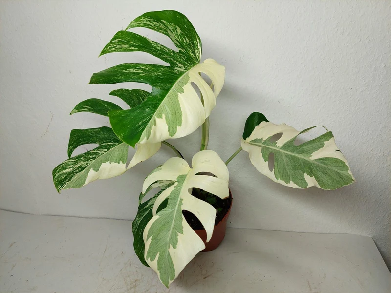 Monstera Ghost Variegata