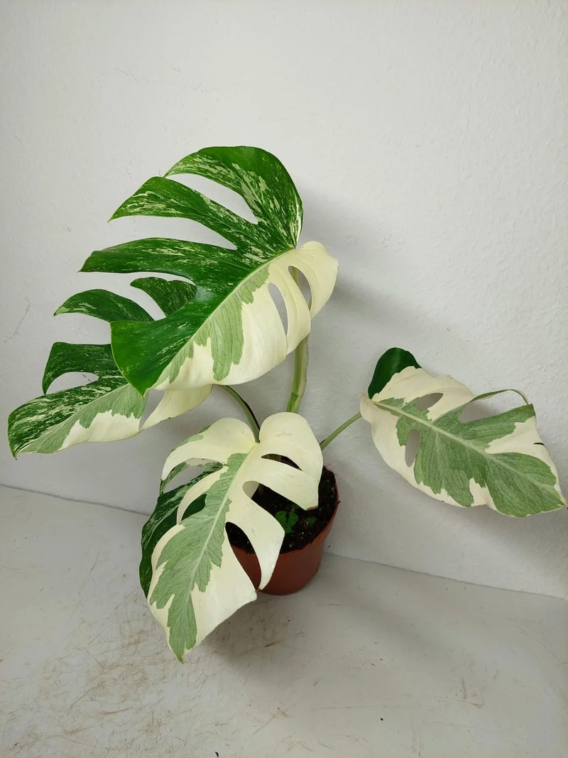 Monstera Ghost Variegata